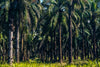 Palm Oil Plantation 1