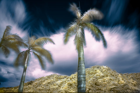 Palm Trees, Mountain, Clouds in Infrared