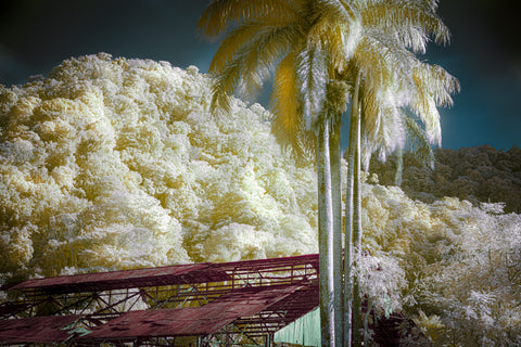 Palms Near a Ruined Warehouse in Infrared