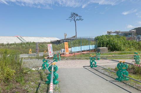 Miracle Pine, Rikuzentakata